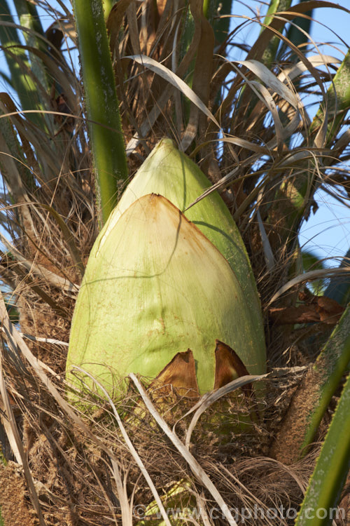 The developing yet still sheathed flowerhead of a Chinese Windmill. Palm, Chusan. Palm or Hemp. Palm (<i>Trachycarpus fortunei</i>), a tough 10-20m tall fibrous-trunked fan palm from central and eastern China and Burma. A widely grown palm due to its hardiness but inclined to become rather ragged in exposed locations. trachycarpus-2555htm'>Trachycarpus.