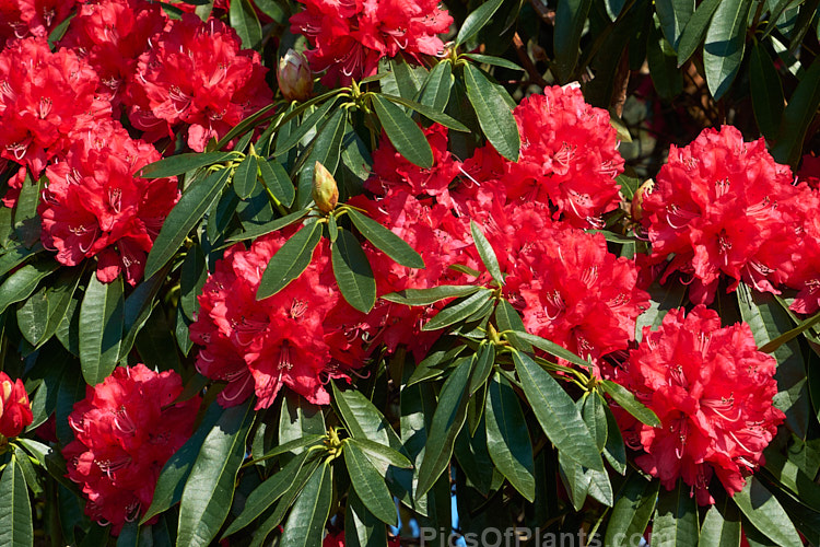 <i>Rhododendron</i> 'Ivery's Scarlet' (syn. 'Ivorianum'), an early-flowering hybrid of unknown origins. It was developed by Ivery before 1958 and can grow to 5m high and wide. Order: Ericales, Family: Ericaceae