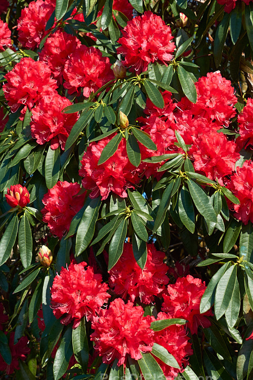 <i>Rhododendron</i> 'Ivery's Scarlet' (syn. 'Ivorianum'), an early-flowering hybrid of unknown origins. It was developed by Ivery before 1958 and can grow to 5m high and wide. Order: Ericales, Family: Ericaceae