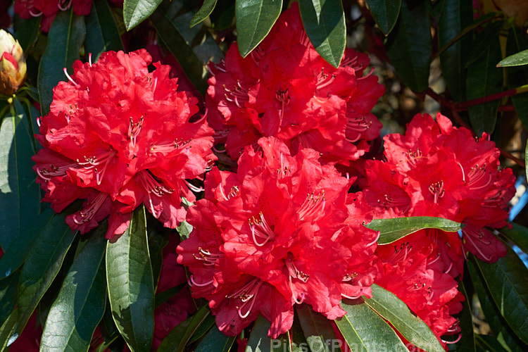 <i>Rhododendron</i> 'Ivery's Scarlet' (syn. 'Ivorianum'), an early-flowering hybrid of unknown origins. It was developed by Ivery before 1958 and can grow to 5m high and wide. Order: Ericales, Family: Ericaceae