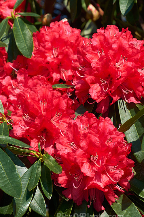 <i>Rhododendron</i> 'Ivery's Scarlet' (syn. 'Ivorianum'), an early-flowering hybrid of unknown origins. It was developed by Ivery before 1958 and can grow to 5m high and wide. Order: Ericales, Family: Ericaceae