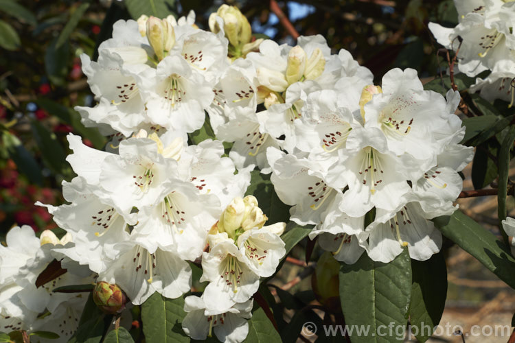 Rhododendron 'Mount Everest' (<i>Rhododendron campanulatum x Rhododendron griffithianum</i>). This 1930. English hybrid by Slocock is a strong bush with slightly scented flowers. It can grow to over 4m high and wide