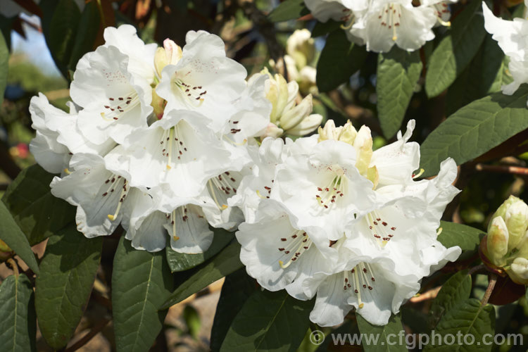 Rhododendron 'Mount Everest' (<i>Rhododendron campanulatum x Rhododendron griffithianum</i>). This 1930. English hybrid by Slocock is a strong bush with slightly scented flowers. It can grow to over 4m high and wide