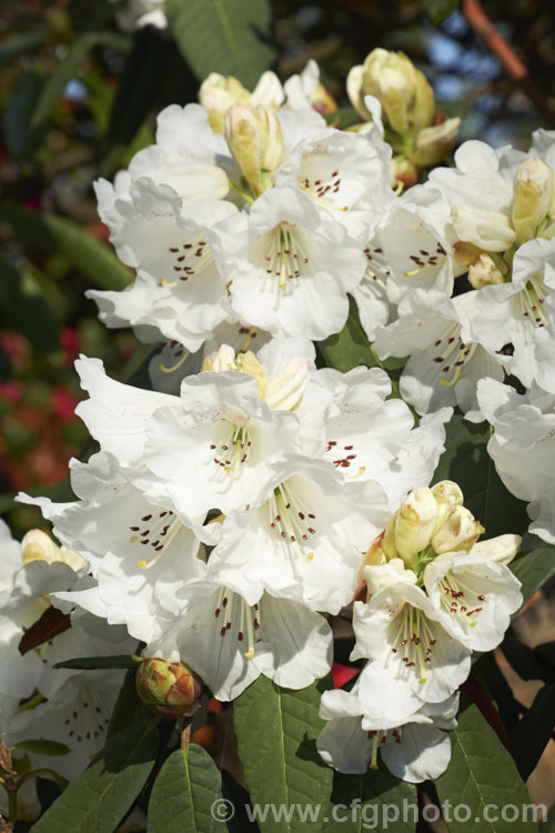 Rhododendron 'Mount Everest' (<i>Rhododendron campanulatum x Rhododendron griffithianum</i>). This 1930. English hybrid by Slocock is a strong bush with slightly scented flowers. It can grow to over 4m high and wide