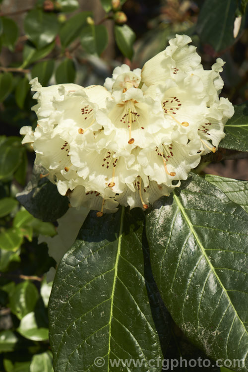 Rhododendron macabeanum, an early-flowering, large-leafed grande series species from north-east. India It has a tree-like habit and grows to around 15m tall with leaves up to 25cm long. The flower colour ranges from pale cream to primrose yellow