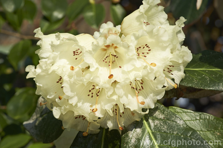 Rhododendron macabeanum, an early-flowering, large-leafed grande series species from north-east. India It has a tree-like habit and grows to around 15m tall with leaves up to 25cm long. The flower colour ranges from pale cream to primrose yellow