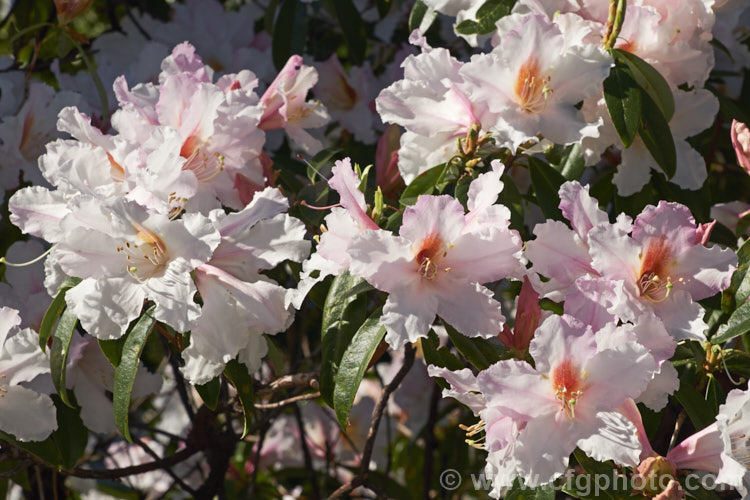 Rhododendron ciliicalyx, a slightly fragrant species formerly often used in hybridising. It develops into a large shrub or small tree and is sometimes epiphytic in the wild. It is closely allied to Rhododendron dendricola and is native to Yunnan, Szechwan, south-eastern Tibet and north-eastern Burma