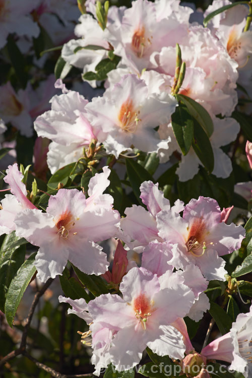 Rhododendron ciliicalyx, a slightly fragrant species formerly often used in hybridising. It develops into a large shrub or small tree and is sometimes epiphytic in the wild. It is closely allied to Rhododendron dendricola and is native to Yunnan, Szechwan, south-eastern Tibet and north-eastern Burma