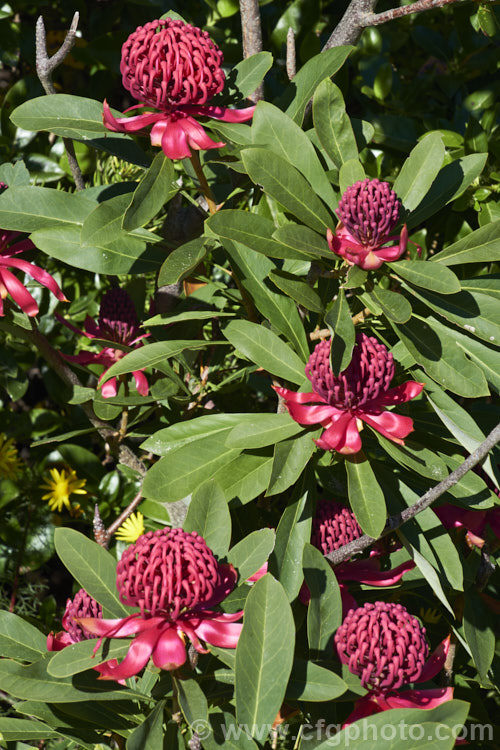 New South Wales. Waratah (<i>Telopea speciosissima</i>), an evergreen, spring-flowering shrub or small tree native to southeastern Australia. It grows to around 6m tall, often with a considerable spread. grevillea-2011htm'>Grevillea... Order: Proteales, Family: Proteaceae