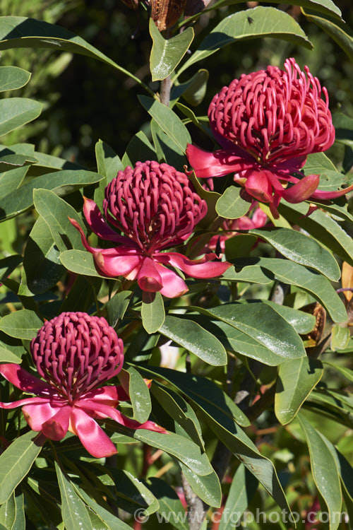 New South Wales. Waratah (<i>Telopea speciosissima</i>), an evergreen, spring-flowering shrub or small tree native to southeastern Australia. It grows to around 6m tall, often with a considerable spread. grevillea-2011htm'>Grevillea... Order: Proteales, Family: Proteaceae