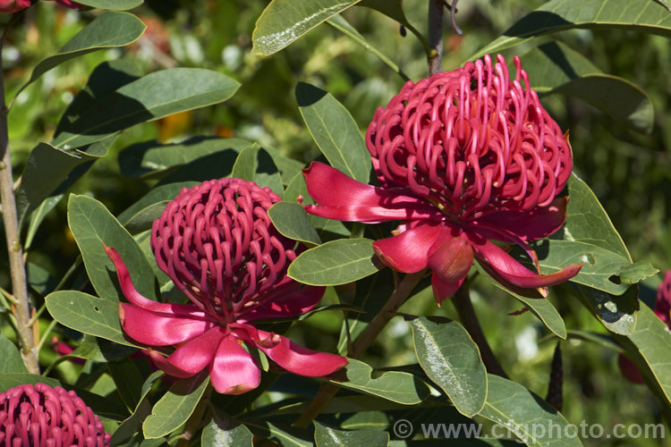 New South Wales. Waratah (<i>Telopea speciosissima</i>), an evergreen, spring-flowering shrub or small tree native to southeastern Australia. It grows to around 6m tall, often with a considerable spread. grevillea-2011htm'>Grevillea... Order: Proteales, Family: Proteaceae