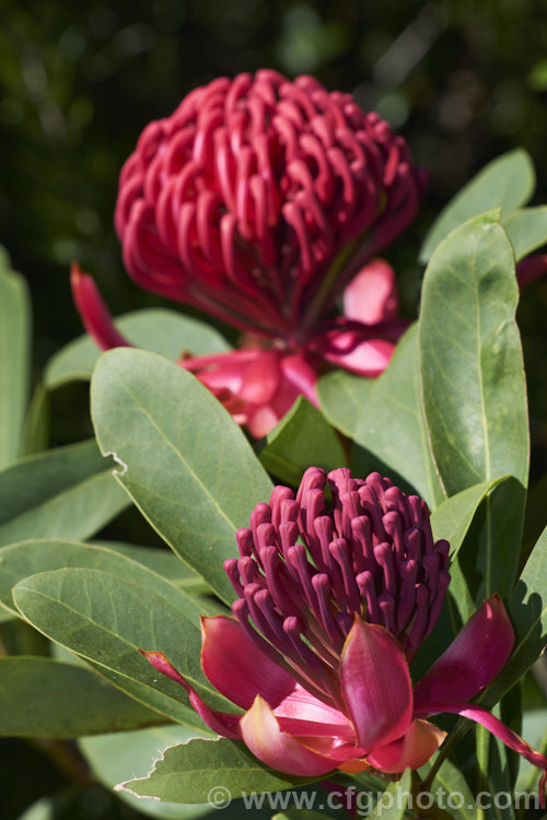 New South Wales. Waratah (<i>Telopea speciosissima</i>), an evergreen, spring-flowering shrub or small tree native to southeastern Australia. It grows to around 6m tall, often with a considerable spread. grevillea-2011htm'>Grevillea... Order: Proteales, Family: Proteaceae