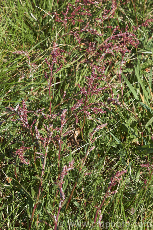 Sheep's Sorrel, Red Sorrel or Sour. Weed (<i>Rumex acetosella</i>), originally native to Eurasia but now widely naturalised, this low, spreading perennial has blunt-tipped arrowhead-shaped leaves and wiry stems with small red flowers. In light soils, it can spread quite aggressively. Order: Caryophyllales, Family: Polygonaceae