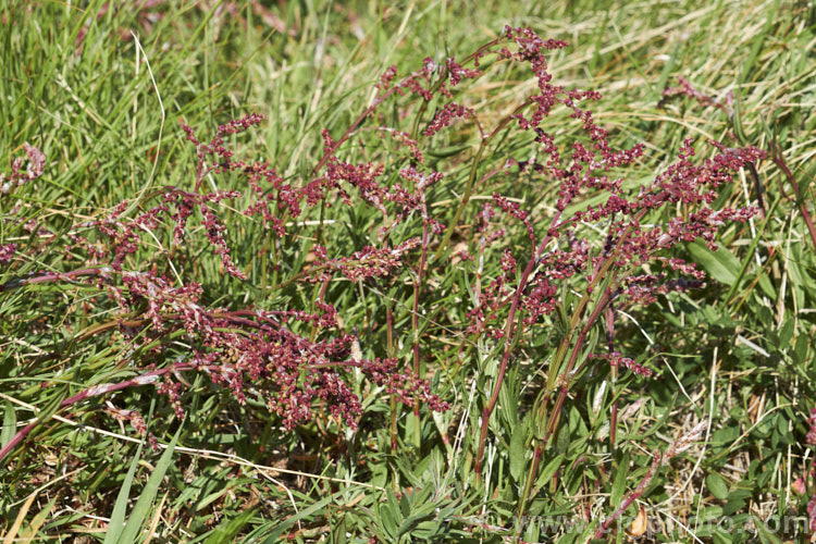 Sheep's Sorrel, Red Sorrel or Sour. Weed (<i>Rumex acetosella</i>), originally native to Eurasia but now widely naturalised, this low, spreading perennial has blunt-tipped arrowhead-shaped leaves and wiry stems with small red flowers. In light soils, it can spread quite aggressively. Order: Caryophyllales, Family: Polygonaceae