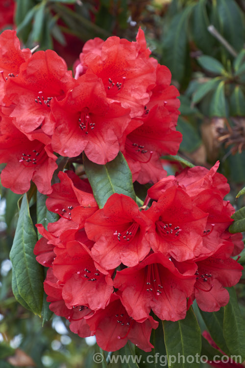 Rhododendron 'Scarlet King Pine' ('Ilam. Alarm' x Rhododendron griersonianum</i>), one of the 'Scarlet King'. Grex, this 2-2.5m high shrub was raised by Stead of New Zealand and blooms heavily in early to mid-season. It has a reputation for doing well in warm climates but is prone to damage by thrips
