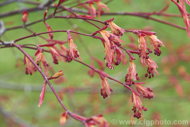 The young foliage and flowers of one of the many cultivars of the Japanese Maple (<i>Acer palmatum</i>), a widely cultivated 8m tall deciduous tree from Japan and Korea. There are many cultivated forms, grown for their form and their foliage, which is beautiful at all stages of growth. Order: Sapindales, Family: Sapindaceae