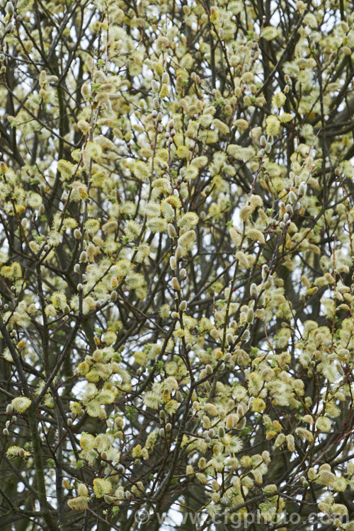 Pussy Willow (<i>Salix caprea</i>), a European and north-east Asian deciduous shrub or small tree cultivated for its fluffy spring catkins. Rather invasive, it naturalises freely and often grows wild on riverbanks. Order: Malpighiales, Family: Salicaceae