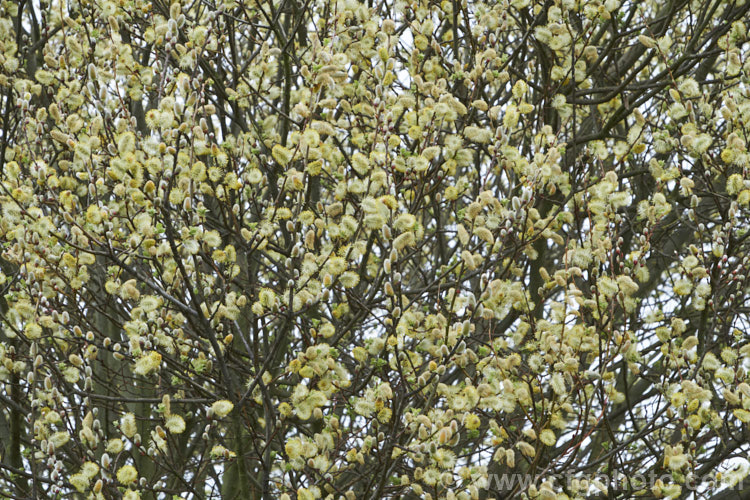Pussy Willow (<i>Salix caprea</i>), a European and north-east Asian deciduous shrub or small tree cultivated for its fluffy spring catkins. Rather invasive, it naturalises freely and often grows wild on riverbanks. Order: Malpighiales, Family: Salicaceae