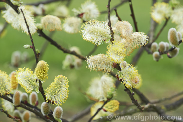 Pussy Willow (<i>Salix caprea</i>), a European and north-east Asian deciduous shrub or small tree cultivated for its fluffy spring catkins. Rather invasive, it naturalises freely and often grows wild on riverbanks. Order: Malpighiales, Family: Salicaceae