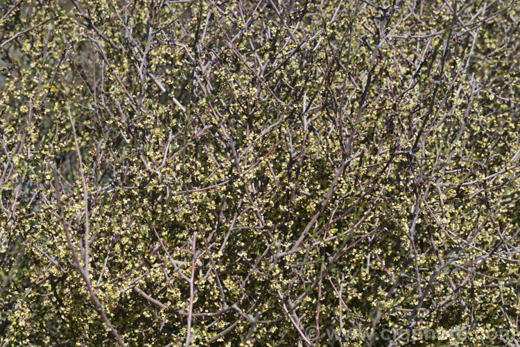 Swamp Ribbonwood or Salt. Marsh. Ribbonwood (<i>Plagianthus divaricatus</i>), a divaricating shrub with small leaves and tiny, fragrant, cream flowers followed by small, hard fruits. It occurs near the shore line around much of New Zealand plagianthus-2741htm'>Plagianthus.