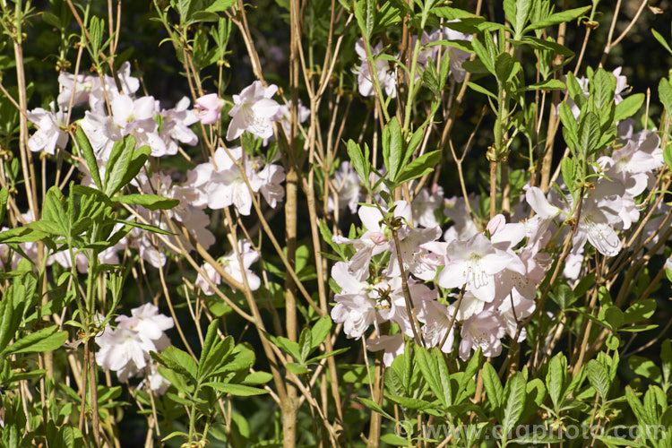 Rhododendron schlippenbachii, a deciduous azalea native to Korea, Manchuria and nearby parts of Russia. It grows to around 12m tall, with a rather spreading habit and its flowers open with the young spring leaves. It often produces vivid autumn foliage colour
