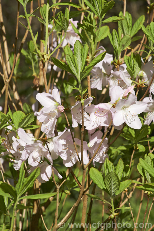 Rhododendron schlippenbachii, a deciduous azalea native to Korea, Manchuria and nearby parts of Russia. It grows to around 12m tall, with a rather spreading habit and its flowers open with the young spring leaves. It often produces vivid autumn foliage colour