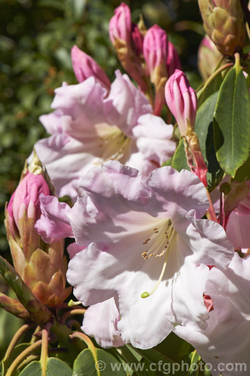 Rhododendron. Loderi 'Horsham' (<i>Rhododendron griffithianum x Rhododendron fortunei</i>), one of the original 1901. Loder crosses and among the palest-flowered Its flowers are large and fragrant