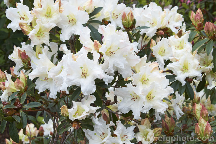 Rhododendron formosum, a Himalayan species that occurs at elevations around of 600-1000m in northeastern India and neighbouring areas. It has a rather straggly growth habit but makes up for this with very showy, mildly scented flowers that are deep pink in bud but open to white with subtle pink and yellow shading