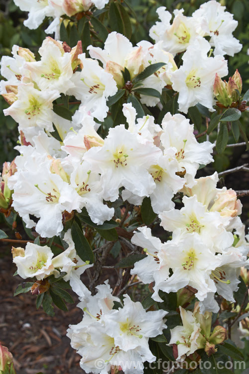 Rhododendron formosum, a Himalayan species that occurs at elevations around of 600-1000m in northeastern India and neighbouring areas. It has a rather straggly growth habit but makes up for this with very showy, mildly scented flowers that are deep pink in bud but open to white with subtle pink and yellow shading