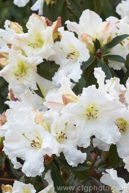 Rhododendron formosum, a Himalayan species that occurs at elevations around of 600-1000m in northeastern India and neighbouring areas. It has a rather straggly growth habit but makes up for this with very showy, mildly scented flowers that are deep pink in bud but open to white with subtle pink and yellow shading