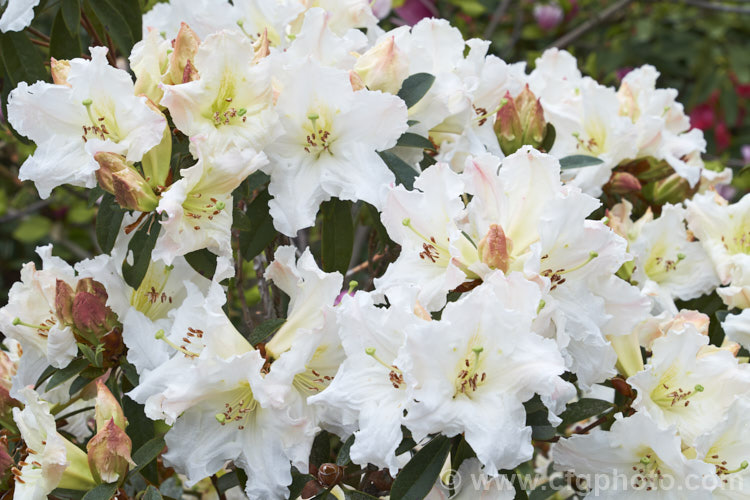Rhododendron formosum, a Himalayan species that occurs at elevations around of 600-1000m in northeastern India and neighbouring areas. It has a rather straggly growth habit but makes up for this with very showy, mildly scented flowers that are deep pink in bud but open to white with subtle pink and yellow shading
