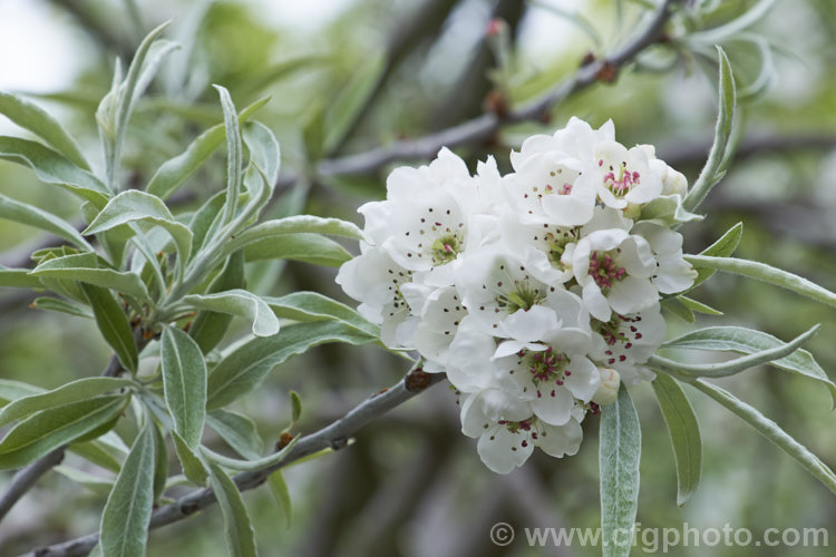 The flowers and young foliage of the Weeping Silver Pear (<i>Pyrus salicifolia 'Pendula'), a small deciduous tree from south-eastern Europe through the Caucasus to western Asia. The cultivar 'Pendula' appears identical to the species. Order: Rosales, Family: Rosaceae