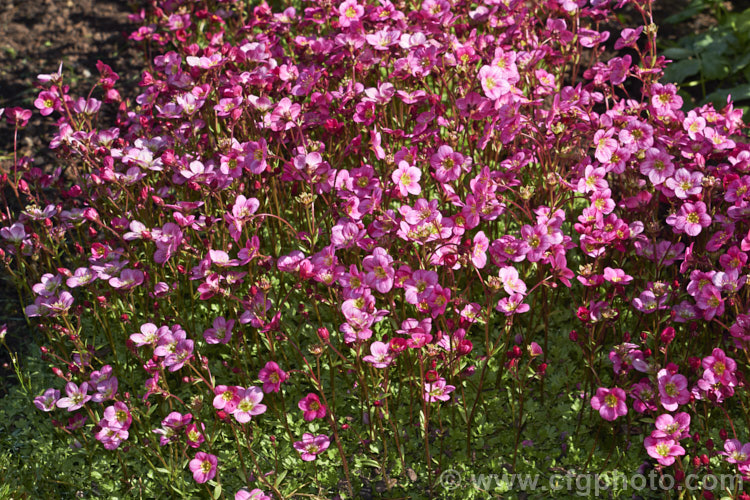 A deep pink-flowered form of Saxifraga x arendsii, a group of hybrids with complex parentage that includes. Saxifraga exarata, Saxifraga moschata, Saxifraga rosacea and Saxifraga hypnoides. They are low, hummock-forming plants that are collectively known as mossy saxifrages, and encompass a wide range of flower colours. saxifraga-2487htm'>Saxifraga. <a href='saxifragaceae-plant-family-photoshtml'>Saxifragaceae</a>.