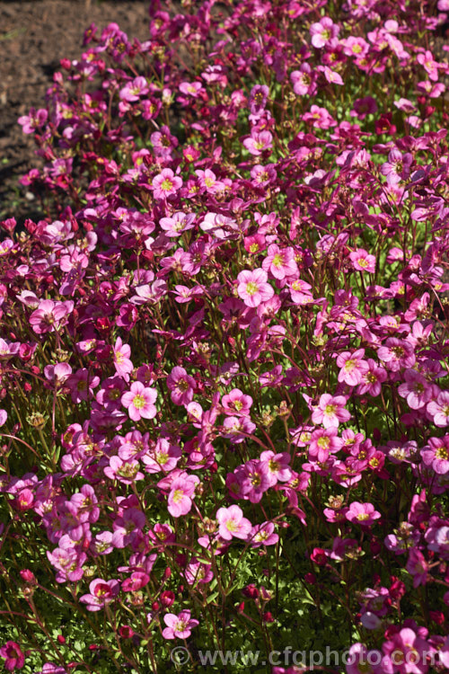 A deep pink-flowered form of Saxifraga x arendsii, a group of hybrids with complex parentage that includes. Saxifraga exarata, Saxifraga moschata, Saxifraga rosacea and Saxifraga hypnoides. They are low, hummock-forming plants that are collectively known as mossy saxifrages, and encompass a wide range of flower colours. saxifraga-2487htm'>Saxifraga. <a href='saxifragaceae-plant-family-photoshtml'>Saxifragaceae</a>.