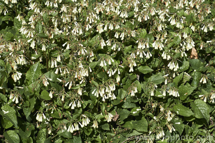 Symphytum grandiflorum, an early spring-flowering. European perennial that spreads to form a dense, ground-covering mat. The flowers are nectar-rich and are often damaged by bumble bees that cut the flowers to get to the nectaries they cannot otherwise reach. symphytum-2299htm'>Symphytum.