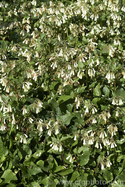 Symphytum grandiflorum, an early spring-flowering. European perennial that spreads to form a dense, ground-covering mat. The flowers are nectar-rich and are often damaged by bumble bees that cut the flowers to get to the nectaries they cannot otherwise reach. symphytum-2299htm'>Symphytum.