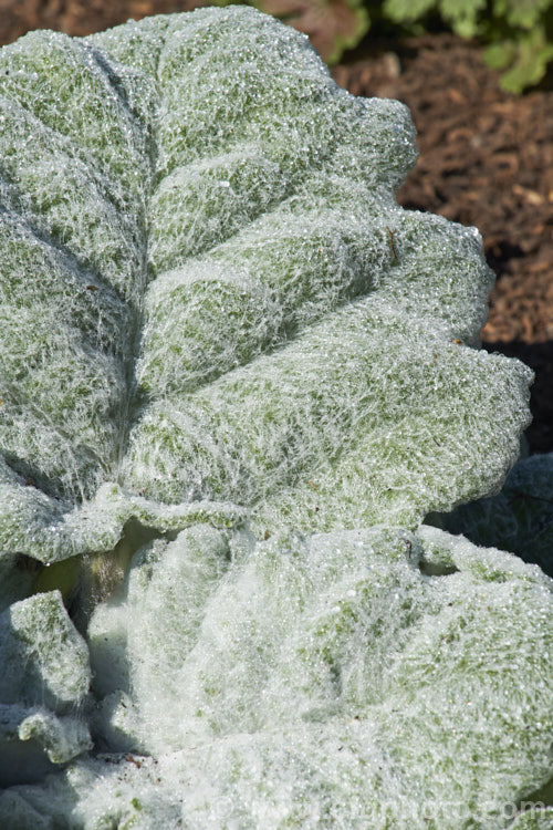 Silver Leaved Sage (<i>Salvia argentea</i>), a biennial or short-lived perennial native to the Mediterranean region. It is more notable for its large, very densely hairy silver-grey leaves than for its heads of small, short-lived white and mauve-blue flowers. Order: Lamiales, Family: Lamiaceae