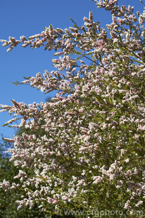 Grampians. Thryptomene (<i>Thryptomene calycina</i>), an evergreen, late winter- to spring-flowering 15-18m high shrub native to western Victoria, Australia, particularly the Grampian region. The flowers open white from pink-tinted buds and often develop pink tones as they age. thryptomene-2918htm'>Thryptomene. .