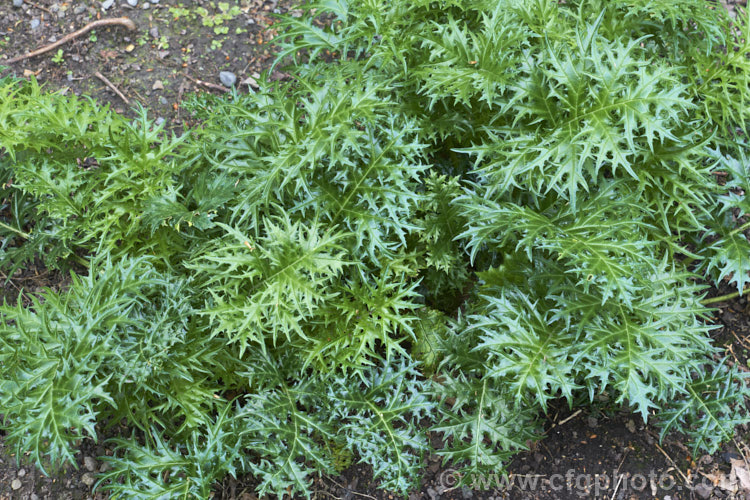 <i>Acanthus spinosus</i>, an evergreen perennial from the Mediterranean region. The leaves are up to 30cm across x 45cm long with deeply cut spiny lobes. Order: Lamiales, Family: Acanthaceae