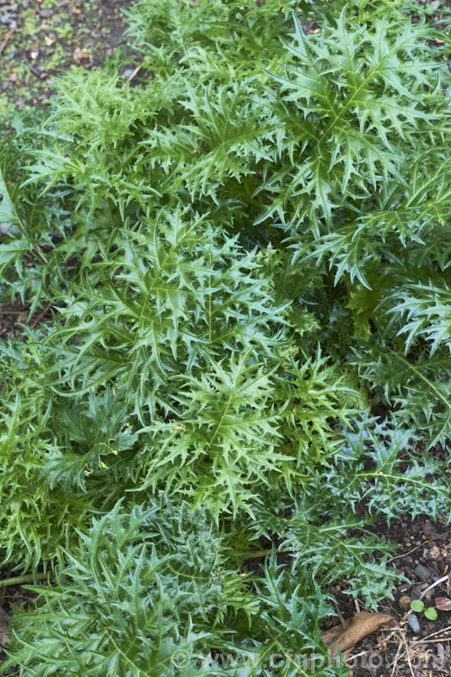 <i>Acanthus spinosus</i>, an evergreen perennial from the Mediterranean region. The leaves are up to 30cm across x 45cm long with deeply cut spiny lobes. Order: Lamiales, Family: Acanthaceae