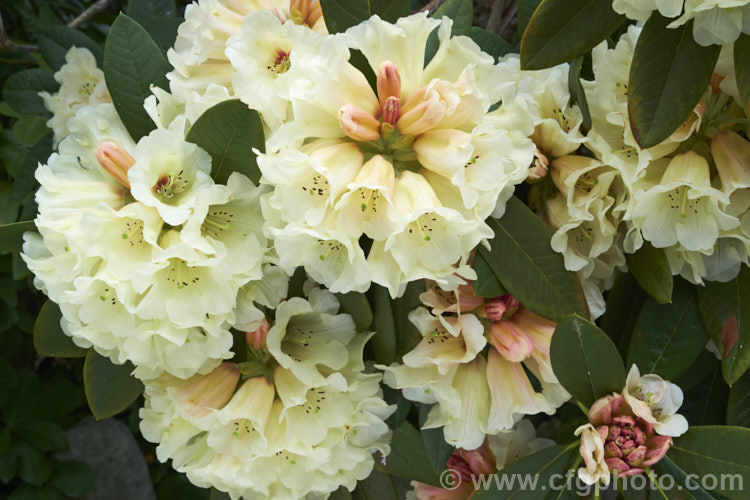 Rhododendron 'Spiced. Honey' (<i>Rhododendron macabeanum x 'Unique'), New Zealand -raised hybrid bred by the Pukeiti. Rhododendron. Trust in New Plymouth. The flowers are beautifully shaded, but the foliage is rather prone to sunburn. It grows to around 2m high and wide