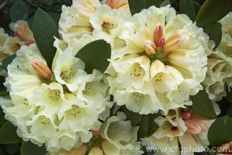 Rhododendron 'Spiced. Honey' (<i>Rhododendron macabeanum x 'Unique'), New Zealand -raised hybrid bred by the Pukeiti. Rhododendron. Trust in New Plymouth. The flowers are beautifully shaded, but the foliage is rather prone to sunburn. It grows to around 2m high and wide