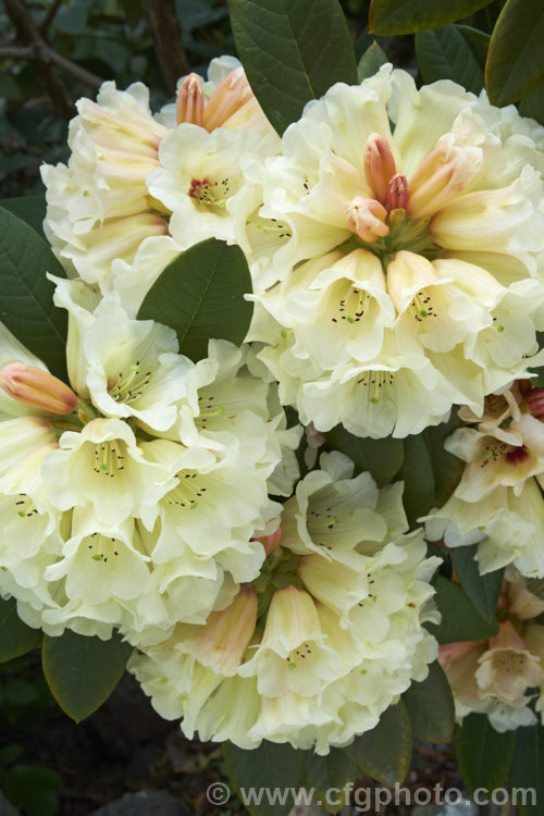 Rhododendron 'Spiced. Honey' (<i>Rhododendron macabeanum x 'Unique'), New Zealand -raised hybrid bred by the Pukeiti. Rhododendron. Trust in New Plymouth. The flowers are beautifully shaded, but the foliage is rather prone to sunburn. It grows to around 2m high and wide