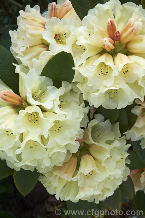 Rhododendron 'Spiced. Honey' (<i>Rhododendron macabeanum x 'Unique'), New Zealand -raised hybrid bred by the Pukeiti. Rhododendron. Trust in New Plymouth. The flowers are beautifully shaded, but the foliage is rather prone to sunburn. It grows to around 2m high and wide