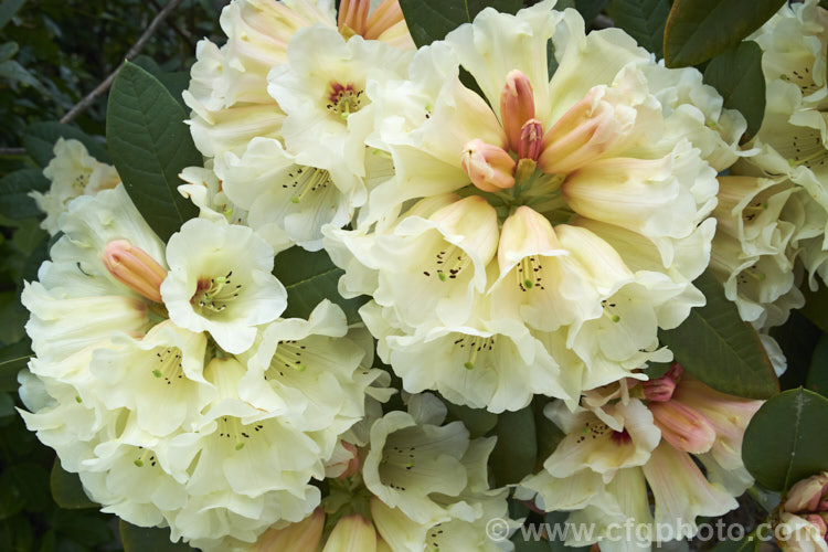 Rhododendron 'Spiced. Honey' (<i>Rhododendron macabeanum x 'Unique'), New Zealand -raised hybrid bred by the Pukeiti. Rhododendron. Trust in New Plymouth. The flowers are beautifully shaded, but the foliage is rather prone to sunburn. It grows to around 2m high and wide