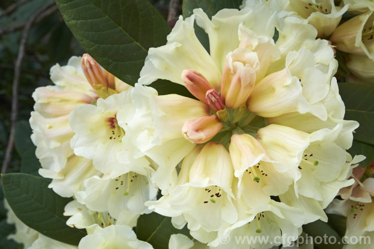 Rhododendron 'Spiced. Honey' (<i>Rhododendron macabeanum x 'Unique'), New Zealand -raised hybrid bred by the Pukeiti. Rhododendron. Trust in New Plymouth. The flowers are beautifully shaded, but the foliage is rather prone to sunburn. It grows to around 2m high and wide