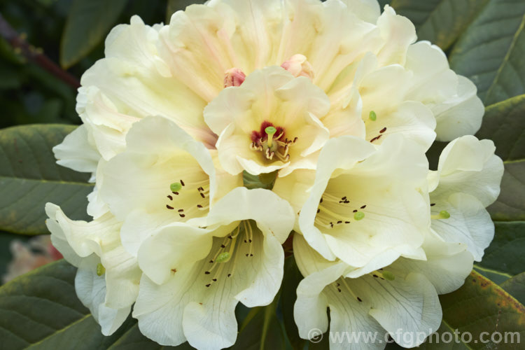 Rhododendron 'Spiced. Honey' (<i>Rhododendron macabeanum x 'Unique'), New Zealand -raised hybrid bred by the Pukeiti. Rhododendron. Trust in New Plymouth. The flowers are beautifully shaded, but the foliage is rather prone to sunburn. It grows to around 2m high and wide