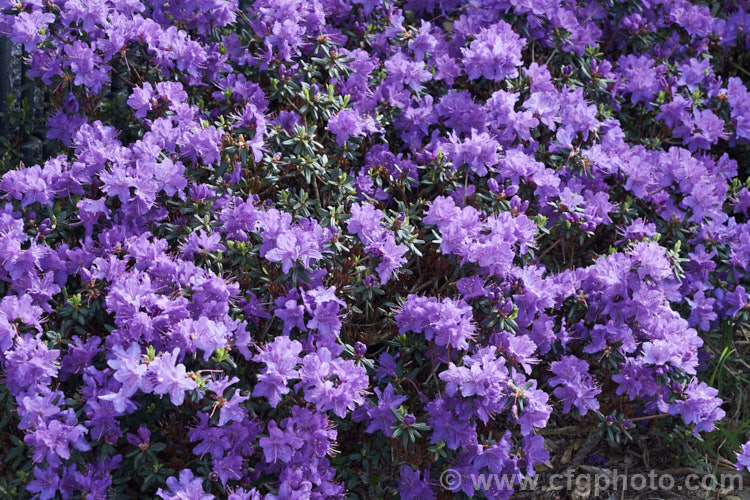 Rhododendron 'Blue Diamond' ('Intrifast' × Rhododendron augustinii</i>), an English hybrid raised by Crosfield that was introduced around 1935. Its foliage turns bronze to purple in winter and it grows to 1m high x 1.5m wide