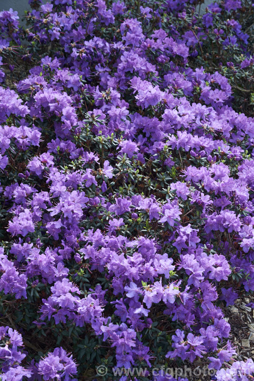 Rhododendron 'Blue Diamond' ('Intrifast' × Rhododendron augustinii</i>), an English hybrid raised by Crosfield that was introduced around 1935. Its foliage turns bronze to purple in winter and it grows to 1m high x 1.5m wide