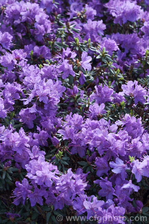 Rhododendron 'Blue Diamond' ('Intrifast' × Rhododendron augustinii</i>), an English hybrid raised by Crosfield that was introduced around 1935. Its foliage turns bronze to purple in winter and it grows to 1m high x 1.5m wide
